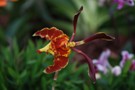 Psychopsis Mariposa Twins